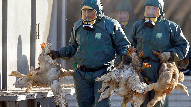 Au revoir foie gras? 600k ducks to be slaughtered in France due to bird flu