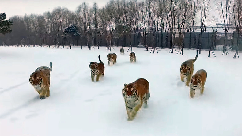 Siberian tigers team up for devastating drone take-down (VIDEO)