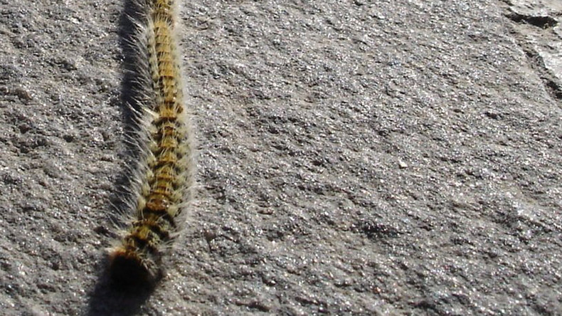 Invasion of the toxic caterpillar: Spain faces ‘major risk’ from furry insects