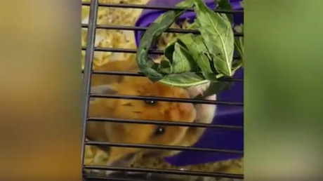Thug jailed after feeding pet hamster LSD & cannabis (VIDEO)