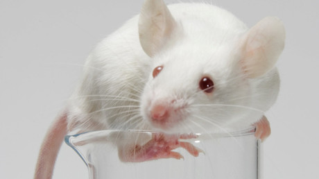 Combination immunotherapies kill brain cancer in mice – study