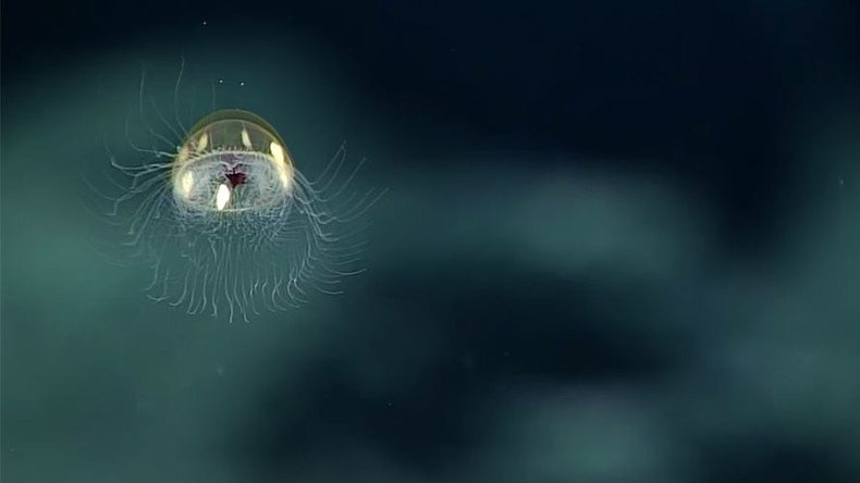 Stunning footage of ‘cosmic jellyfish’ captured in NOAA’s expedition (VIDEO)