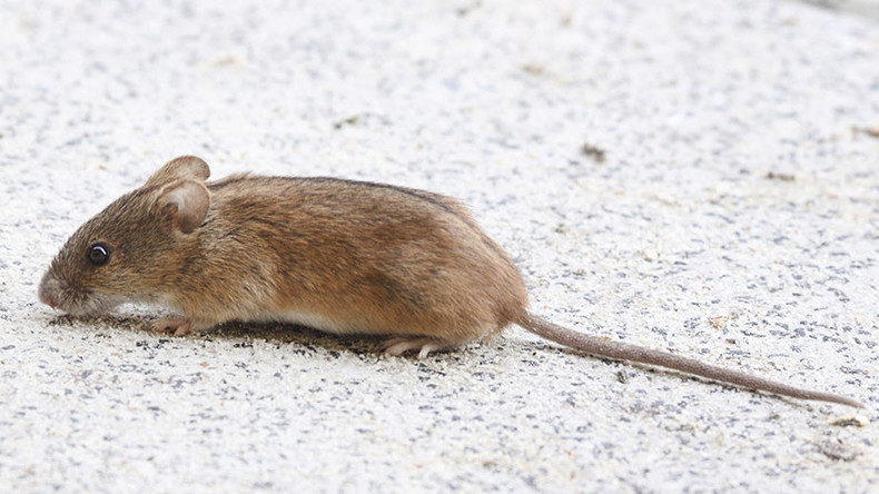 Stowaway mouse grounds British Airways flight to San Francisco costing airline €290,000