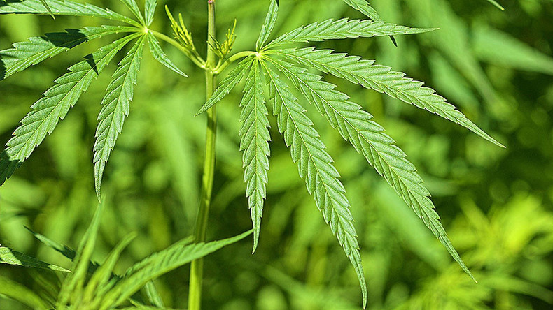 Germany plans to launch domestic weed growing industry by 2019