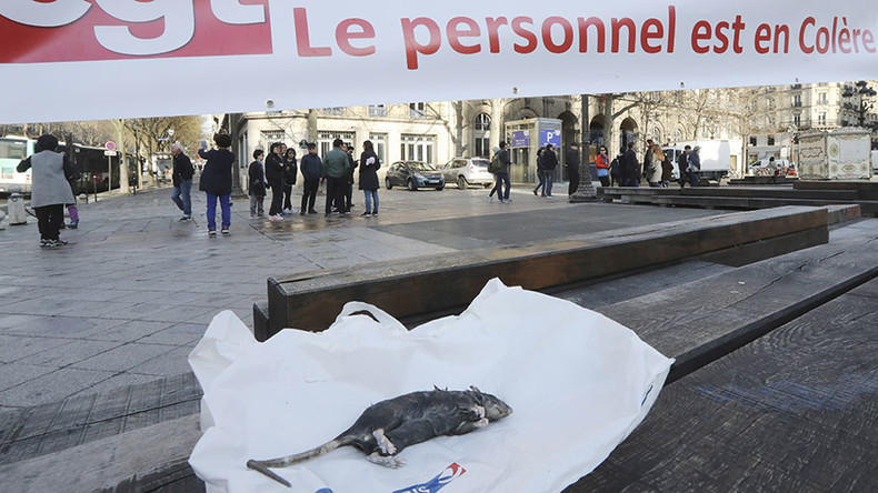 Overworked Parisian rat-catchers call for raise and reinforcements