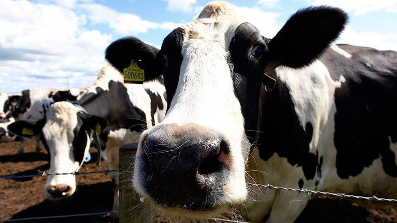 Udder chaos: Turkey deports Dutch cows in strange show of solidarity with Erdogan