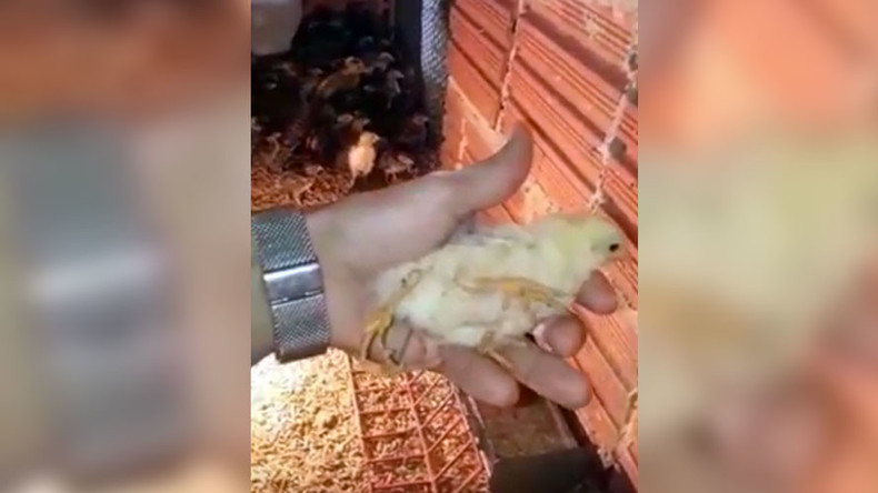 Poultry in motion: Four-legged chicken struts its stuff in Brazil (VIDEO)