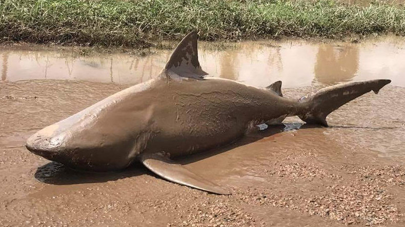Sharknado? Man-eater washes up in Cyclone Debbie (VIDEO, PHOTOS)