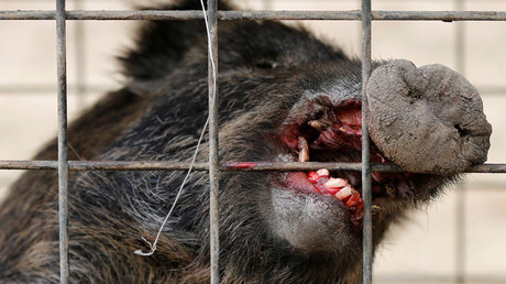 Radioactive Fukushima boars culled to clear way for returning residents (PHOTOS)