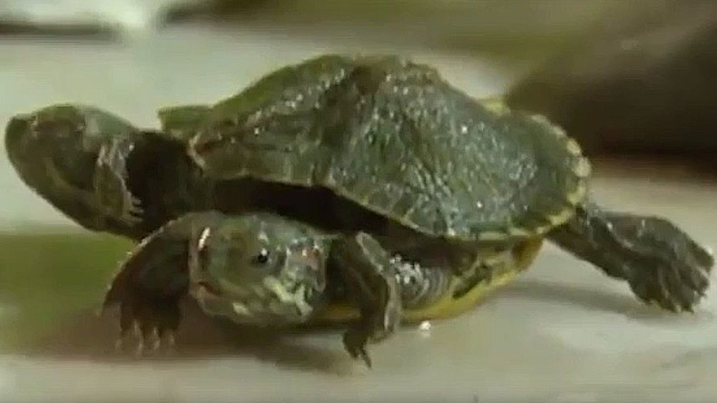 Cowabunga! Real life mutant turtle with 2 heads & 6 legs found in Chinese pet shop (VIDEO)