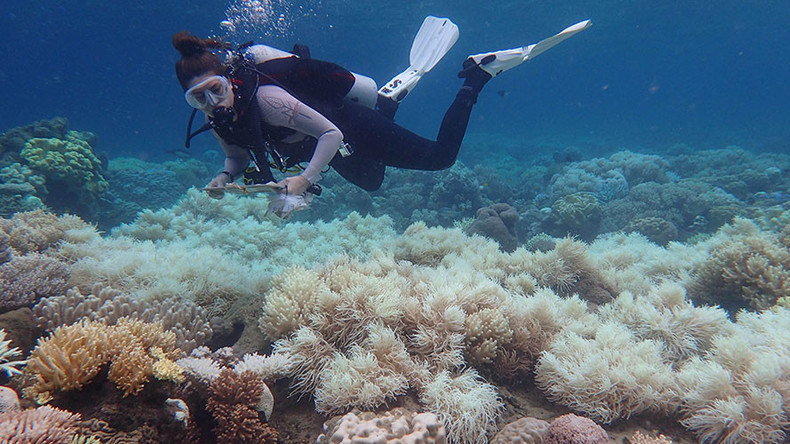 ‘Severe’ bleaching of Great Barrier Reef causes catastrophic damage