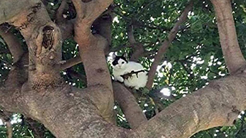 Feline fatale: Police alerted to cat in tree ‘armed with gun’