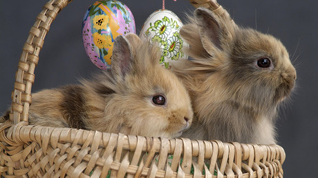 Easter Bunny is real: Foster parents lose children after refusing to ‘lie’  