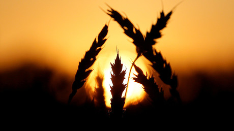 Russian farmers feeding half the world thanks to biggest grain harvest ever 