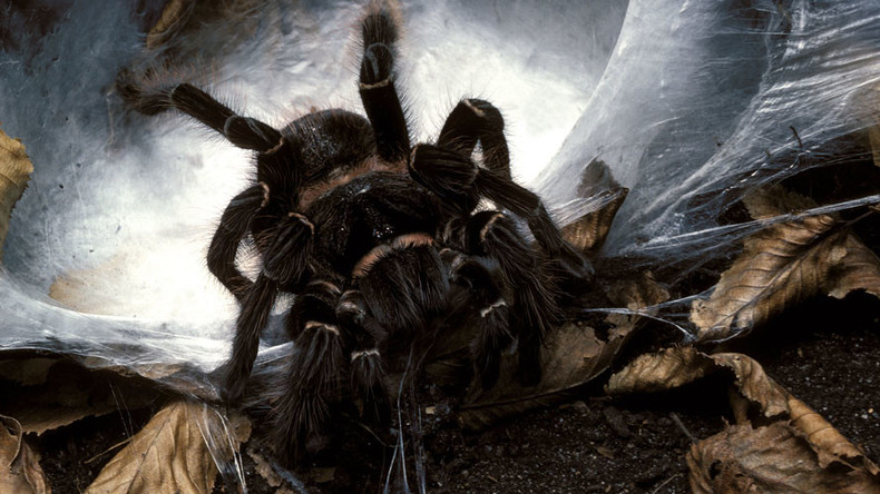Creepy crawlies: Woman lives with 1,500 tarantulas