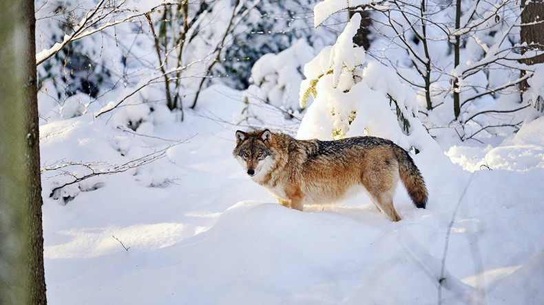 Great migration: Female wolf found to have travelled 500km to settle in rural Denmark
