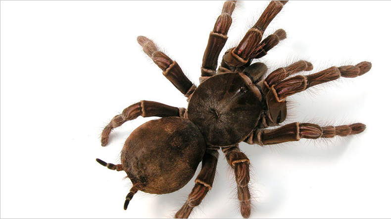 Giant bird-eating tarantula found abandoned on Leicester street