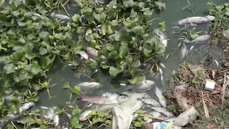Mystery surrounds death of 30,000 fish at Indian lake (VIDEO)