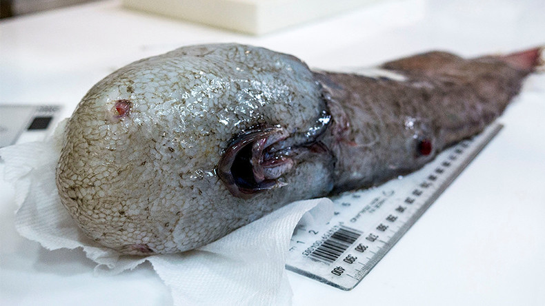 Disturbing faceless fish hauled from ‘the most unexplored environment on Earth’ (PHOTO)