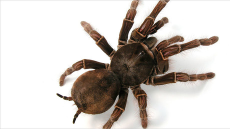 Venomous spiders earmarked for ‘milking’ escape egg sack in spine-chilling video