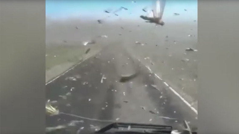 ‘Locust plague’: Insects invade southern Russian region (VIDEO)