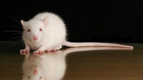 Deodor-rat: Real-life Ratatouille showers like a human (VIDEO)