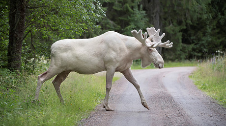 Rare white moose captured on film in Sweden (VIDEO)