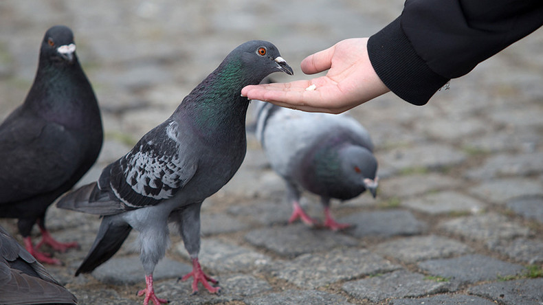 ‘Homeless street drinkers eating pigeons’ reports investigated by police