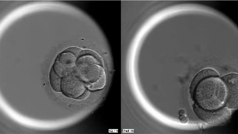 Gene-editing unlocks ‘crucial’ DNA in ‘gamechanger’ for IVF, pregnancy research