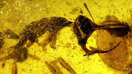 Ancient ‘hell ant’ with metal horns & trap jaw found inside amber (PHOTOS)