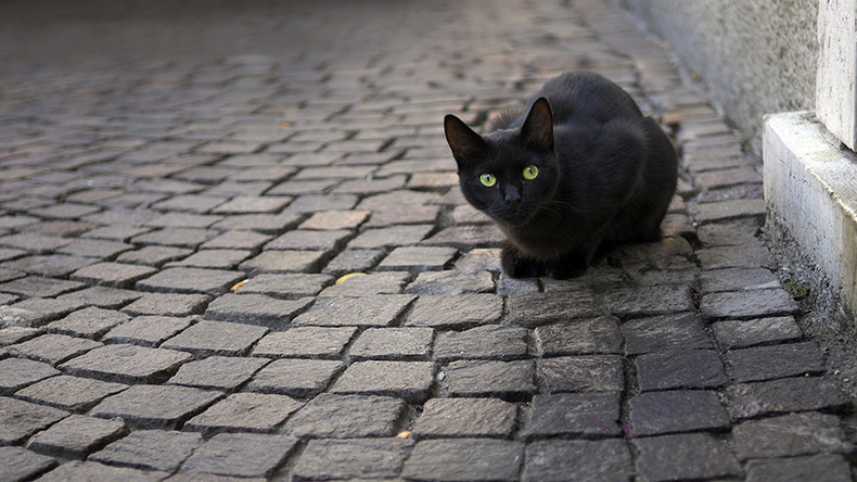 ‘Witchcraft’ blamed for disappearance of 7 black cats from Yorkshire villages 