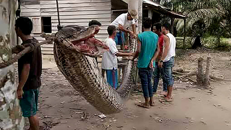 Snakes on a plate: Locals feast on python after horror plantation attack (PHOTOS)