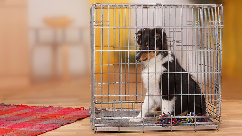 California forces pet stores to sell rescue animals with groundbreaking legislation 