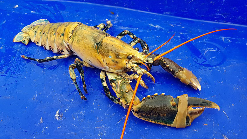 blue yellow lobster