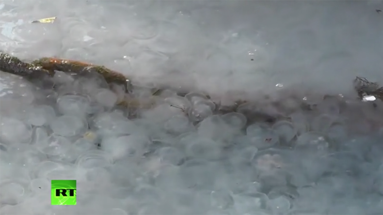 Creatures from the deep: Jellyfish invasion strikes waters off Sevastopol (VIDEO)