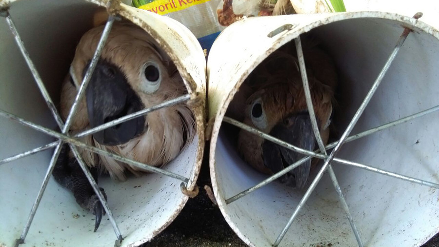 Indonesian smugglers stuffed exotic birds in drainpipes (PHOTOS)