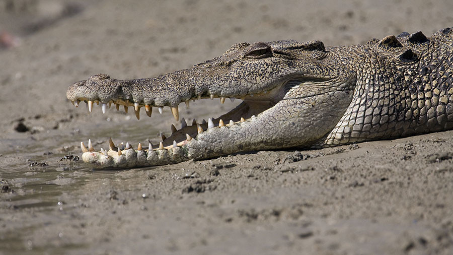 Two Australians & their dog survive 4 nights on roof of stuck car ‘surrounded by crocodiles’