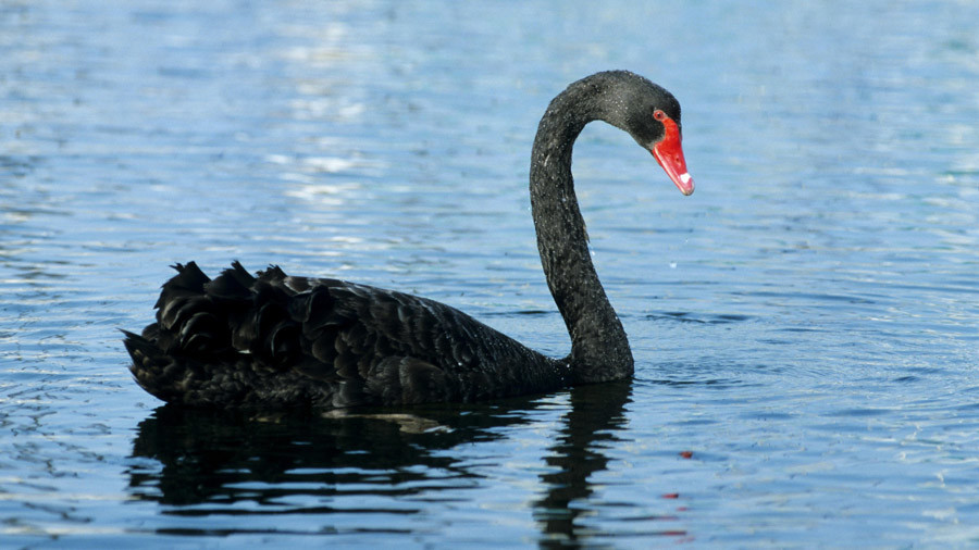 Another 9/11 may be the black swan event that triggers global stock market meltdown