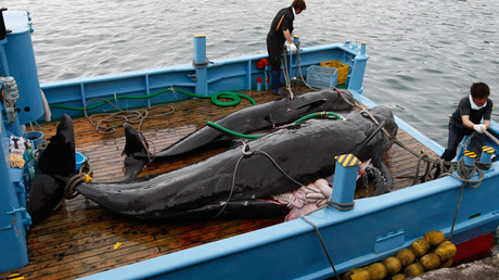 Japanese whalers plan to kill more than 300 on new Antarctic Ocean mission