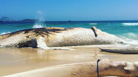 Giant dead whale drifts more than 4,000 km from Gibraltar to Egypt (VIDEO)  
