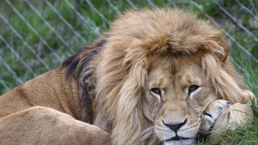 Danish zoos deny reports of feeding donated pets to lions