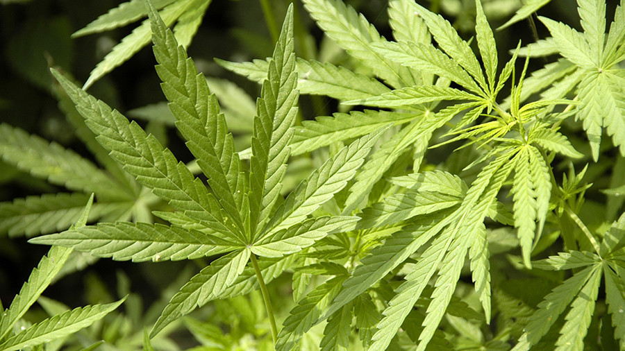 ‘Happy New Year blunts!’ 2018 brings marijuana legalization to California