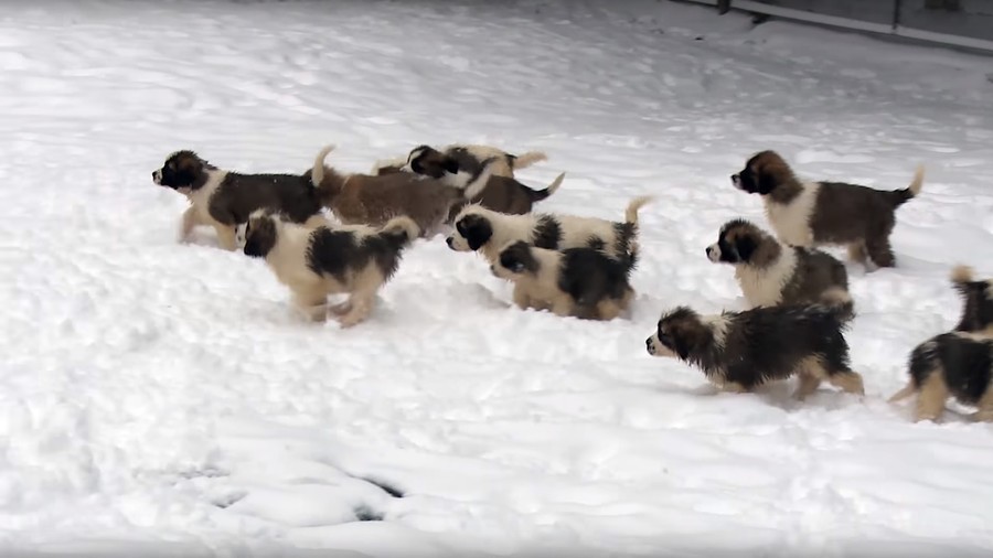 Waggy New Year! Russian MoD lets loose the dogs of war (VIDEO)