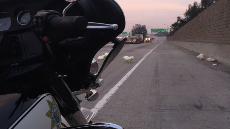 Fowl play: Cops called as chickens run wild on LA freeway (VIDEO, PHOTOS)