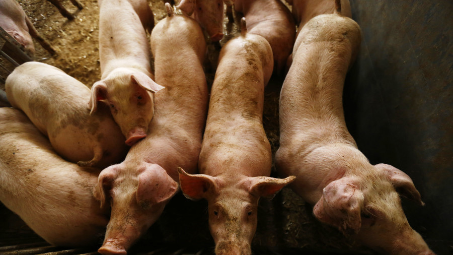 Russia-EU pork dispute: Moscow challenges ‘baseless’ EU trade sanctions demand