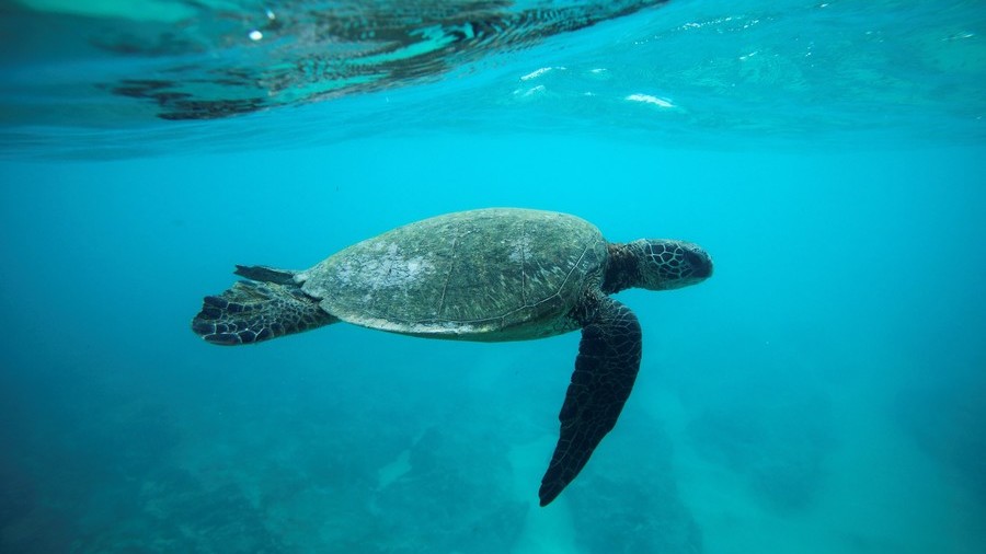 Shellshock: Sea turtle population on Great Barrier Reef ‘turning female’