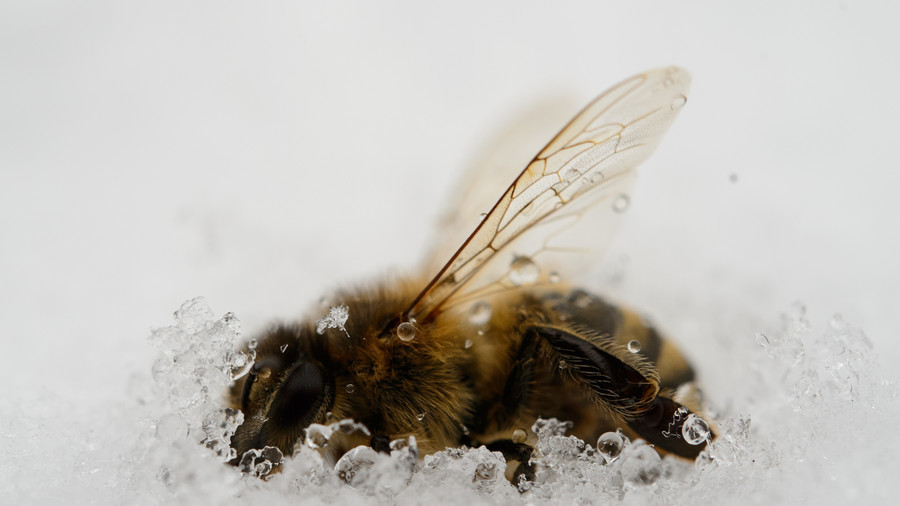 New bee species found thriving in former Arctic nuke site - study 