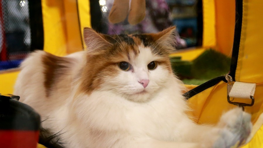 Woman finds her cat for sale on Facebook for £50 after handing it over to vet
