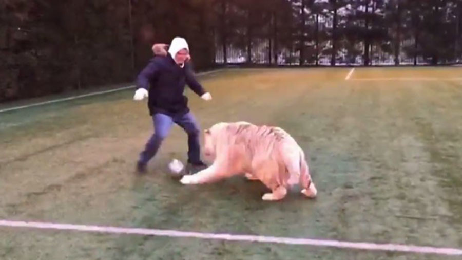 Having a ball! Moscow tiger getting ready for FIFA World Cup (VIDEO)