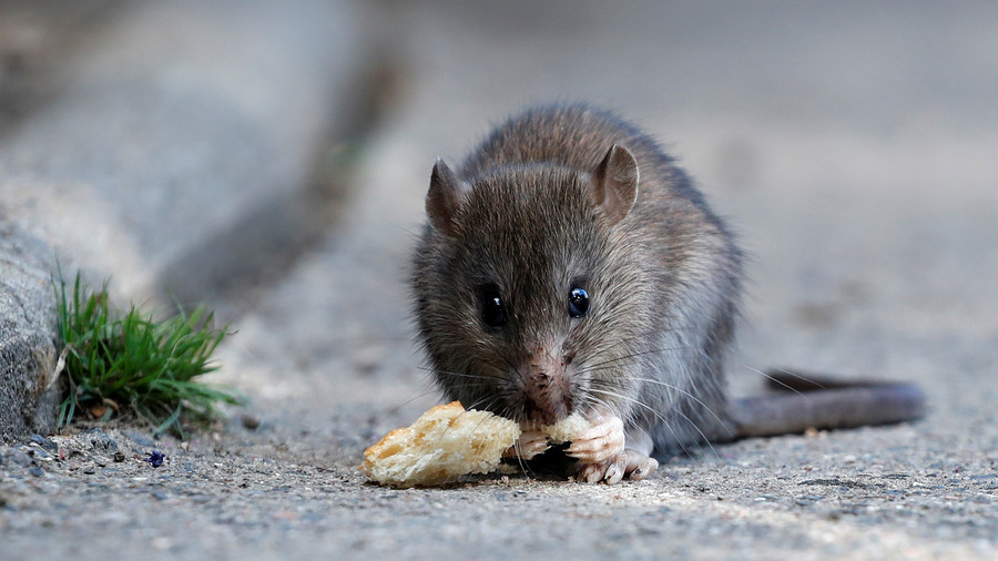 Severity of Paris rat infestation captured in horrifying footage